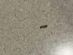 Dermestidae