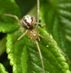 Enoplognatha ovata