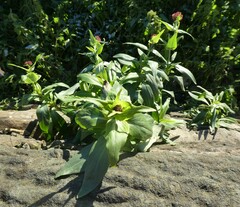 Centranthus ruber