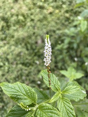 Heliotropium angiospermum