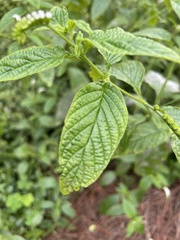 Heliotropium angiospermum