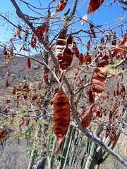 Lysiloma divaricatum