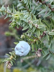 Juniperus macrocarpa