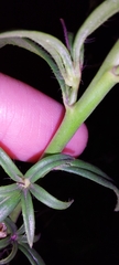 Misopates