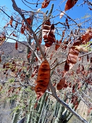 Lysiloma divaricatum