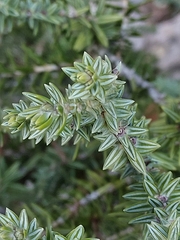 Juniperus macrocarpa