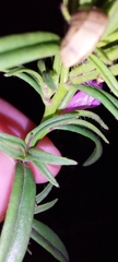 Misopates