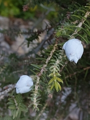 Juniperus macrocarpa