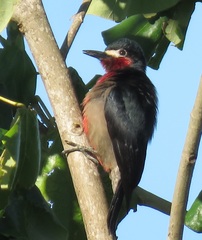 Melanerpes portoricensis