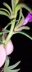 Misopates