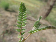 Ornithopus compressus