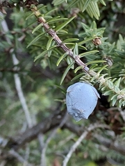 Juniperus macrocarpa