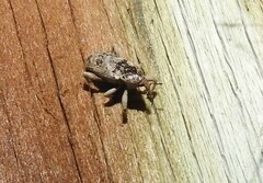 Mitrastethus baridioides