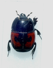 Hister quadrimaculatus