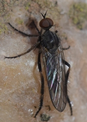 Empis femorata