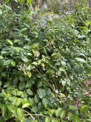 Symphoricarpos
