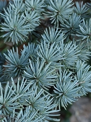 Cedrus
