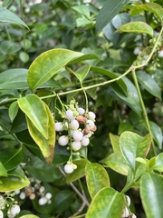 Symphoricarpos