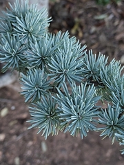 Cedrus