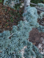 Cedrus