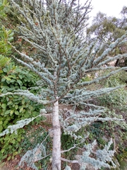 Cedrus