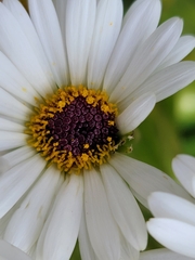 Dolichoglottis scorzoneroides