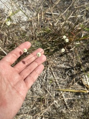 Syngonanthus flavidulus