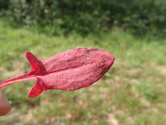 Rumex acetosella