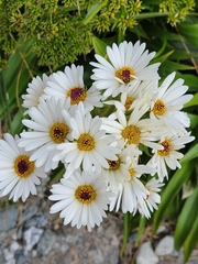 Dolichoglottis scorzoneroides