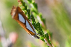 Catoptria pinella