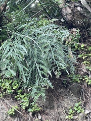 Asplenium haurakiense