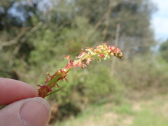 Rumex acetosella