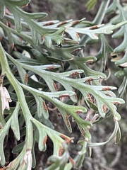Asplenium haurakiense