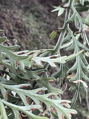Asplenium haurakiense