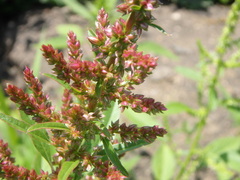 Amaranthus tuberculatus