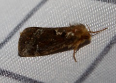 Korscheltellus gracilis