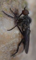 Empis femorata