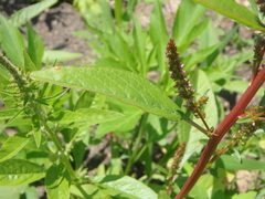 Amaranthus tuberculatus