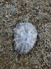 Patella aspera