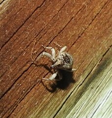 Mitrastethus baridioides