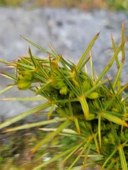 Aciphylla takahea