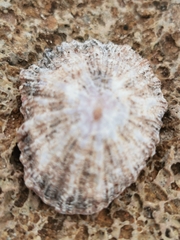 Patella aspera