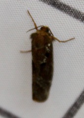 Korscheltellus gracilis