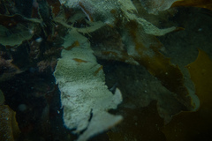 Sargassum sinclairii