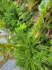 Aciphylla takahea