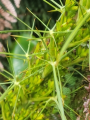 Aciphylla takahea