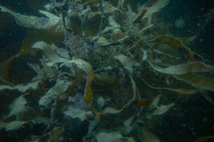 Sargassum sinclairii