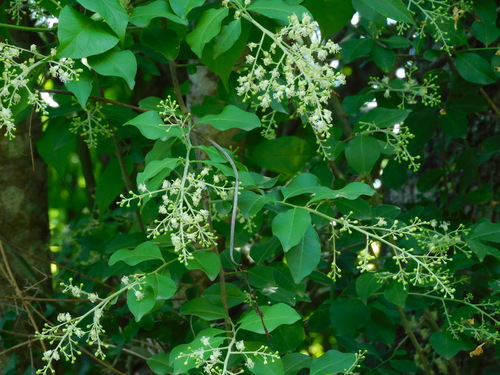 Seguieria aculeata · iNaturalist