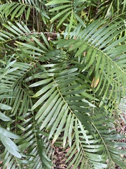 Zamia integrifolia