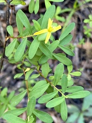 Hypericum hypericoides